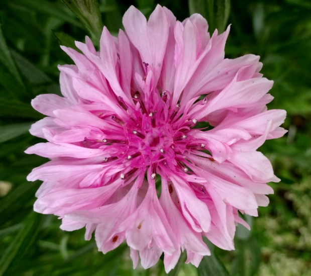 矢車菊栽培技巧 矢車菊栽培技巧