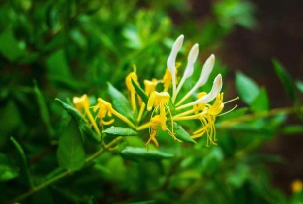 金銀花正確用量