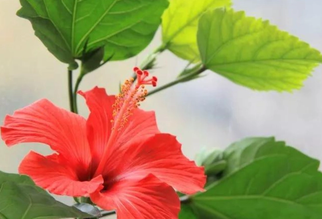 台灣扶桑花文化