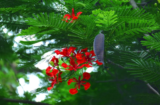 鳳凰木樹幹養護