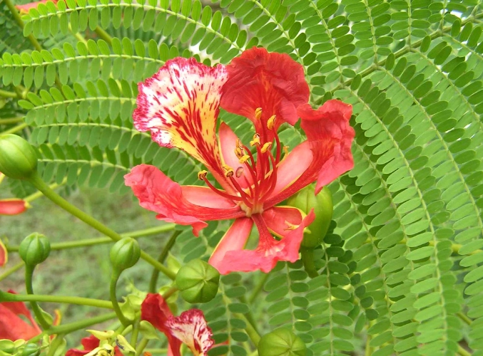 鳳凰木開花時間