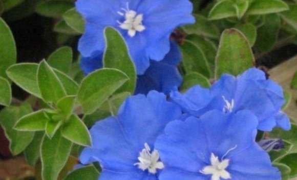 日本藍星花 花語 日本藍星花 花語