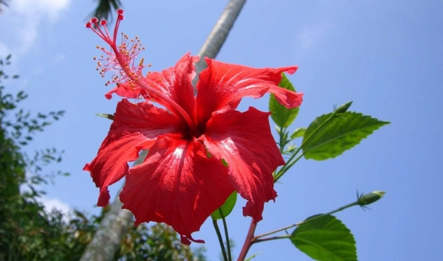 扶桑花開花時間 扶桑花開花時間