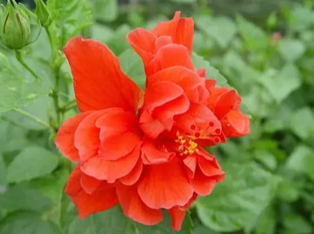 扶桑花種植方法