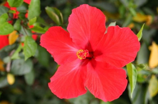 扶桑花象征意義