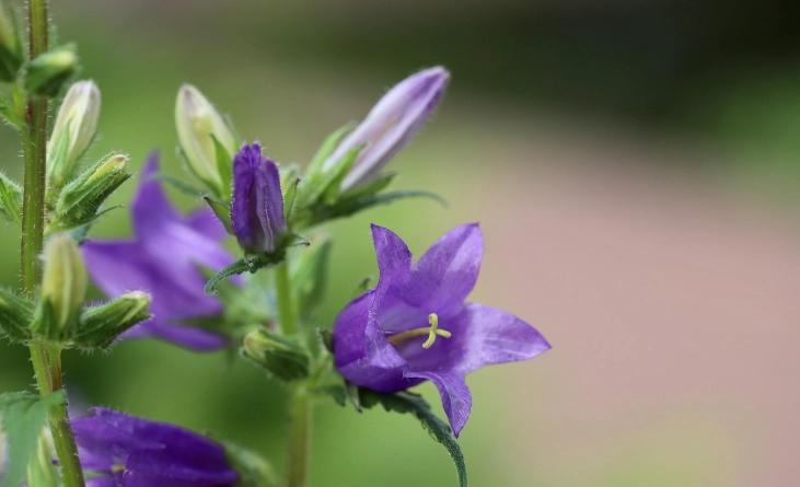 風鈴草養護技巧