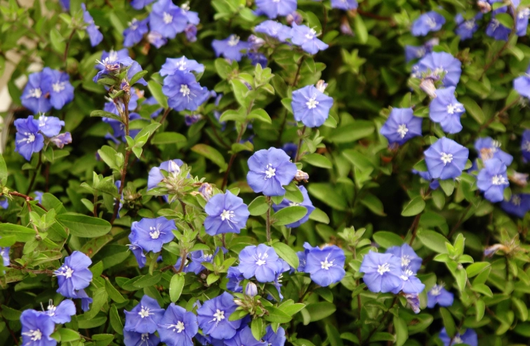 藍星花修剪方法