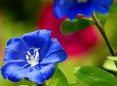 日本藍星花 花語 日本藍星花 花語