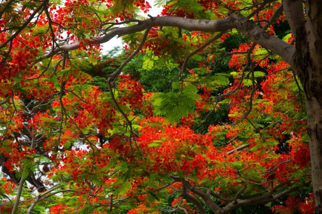 鳳凰木栽培技巧