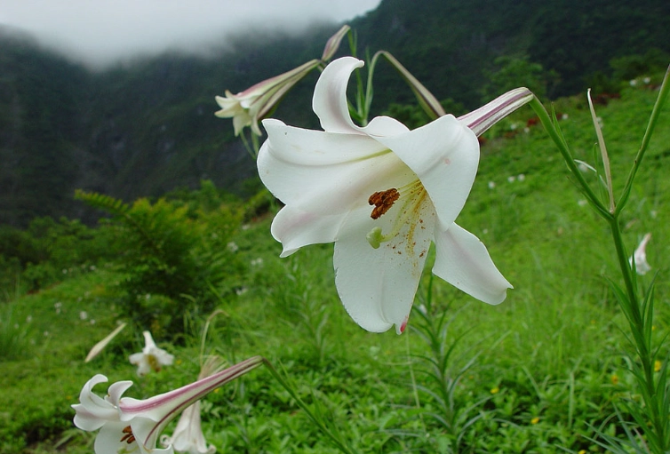 百合花栽培技巧
