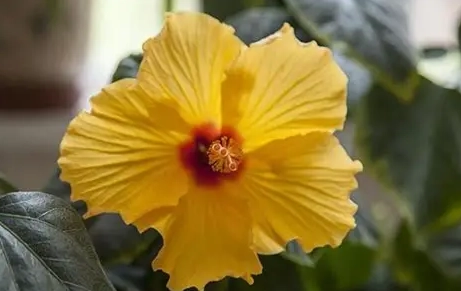 扶桑花象征意義