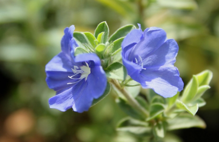 藍星花修剪方法