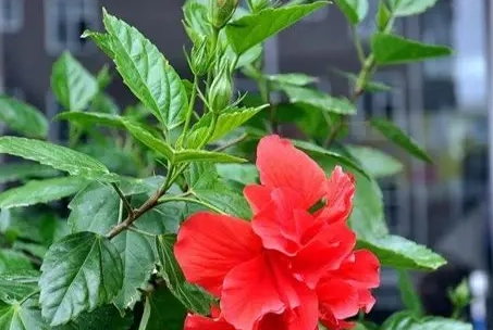 扶桑花開花時間 扶桑花開花時間