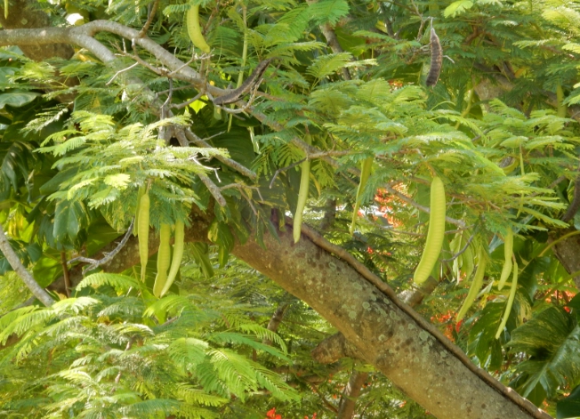 鳳凰木果實毒性
