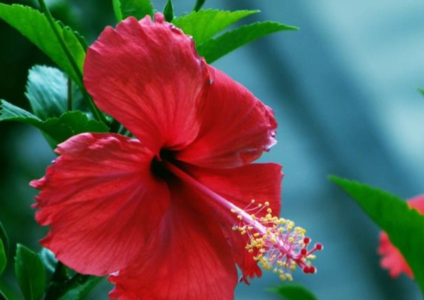 扶桑花種植方法