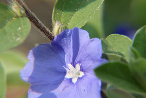 日本藍星花 養護 日本藍星花 養護