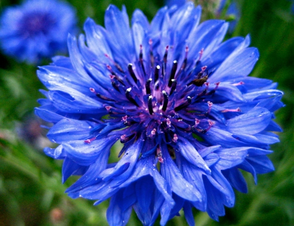 矢車菊種植方法 矢車菊種植方法