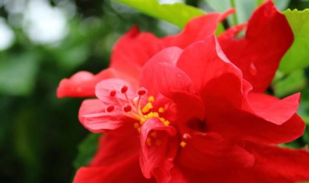 扶桑花象徵意義