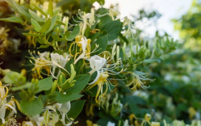 金銀花正確用量