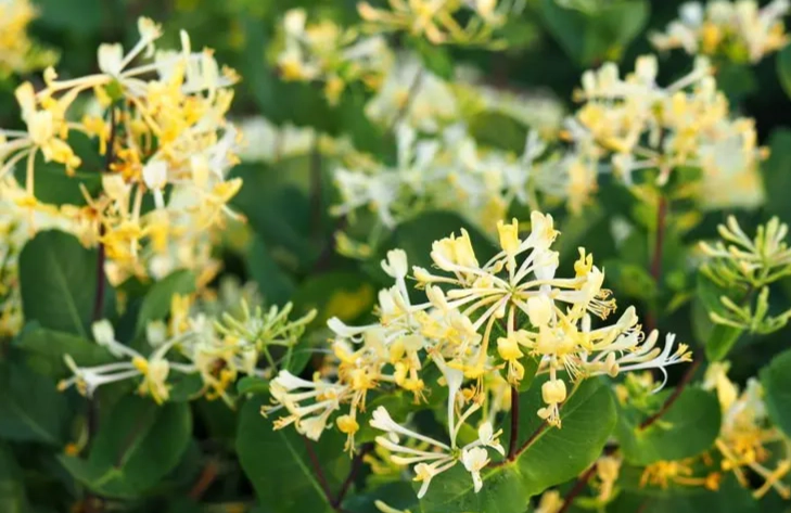 金銀花泡茶 金銀花泡茶