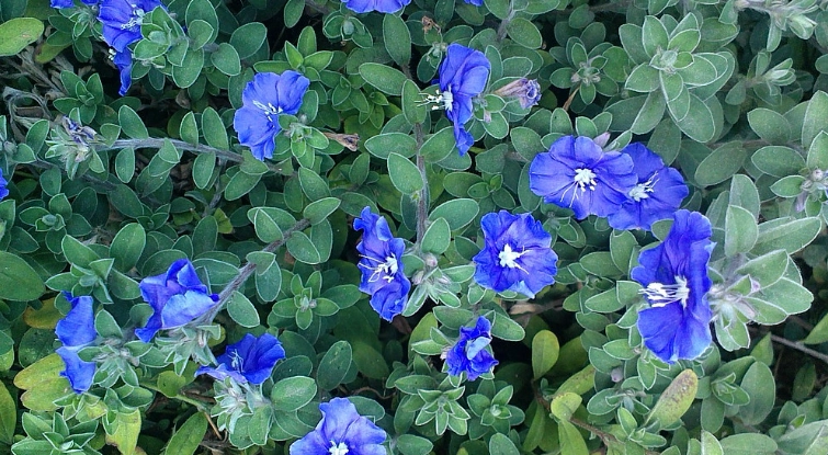 藍星花修剪時機