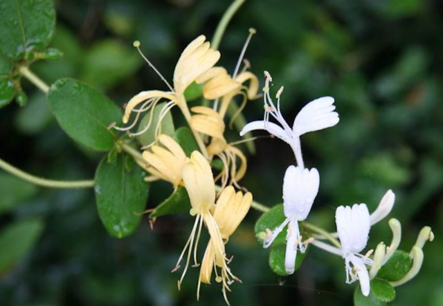 金銀花功效 金銀花功效