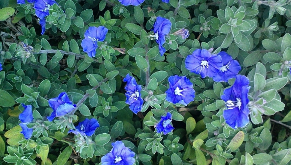 日本藍星花 養護 日本藍星花 養護