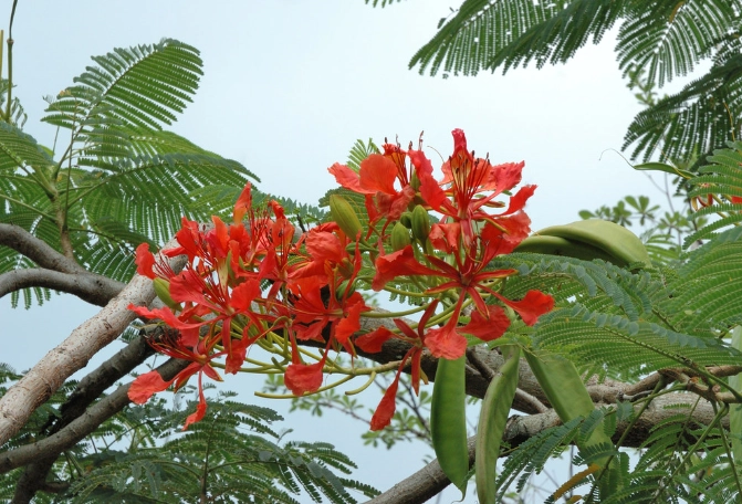 鳳凰木賞花