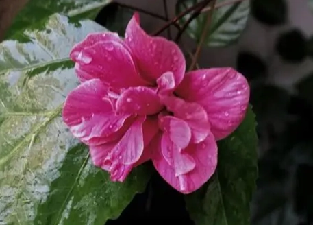 扶桑花象征意義