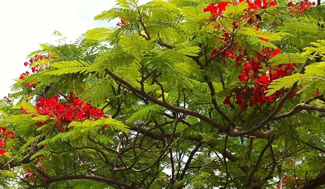 鳳凰木樹幹特性