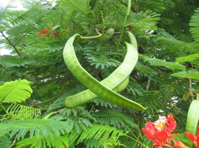 鳳凰木果實毒性