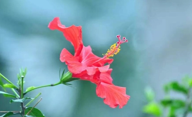 台灣扶桑花文化