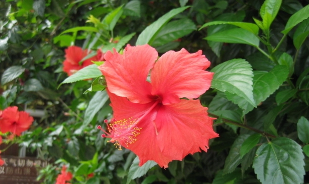台灣扶桑花景點 台灣扶桑花景點