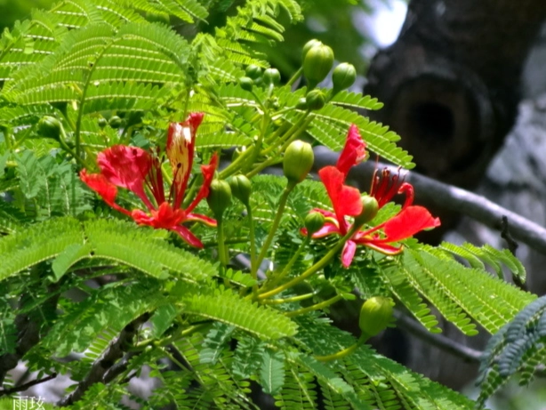 鳳凰木果實識別