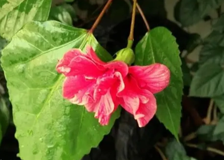 扶桑花種植方法