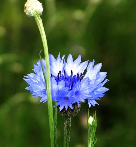 矢車菊花期管理 矢車菊花期管理