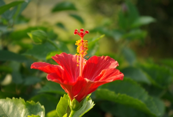 台灣扶桑花景點 台灣扶桑花景點