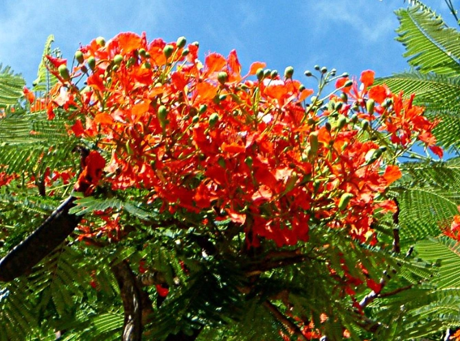 鳳凰木開花時間