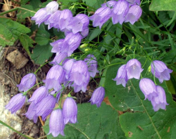 風鈴草栽培方法