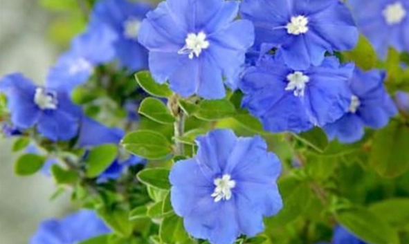 日本藍星花 種植 日本藍星花 種植