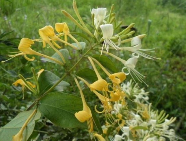 金銀花使用指南