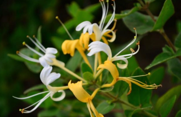 金銀花泡茶 金銀花泡茶