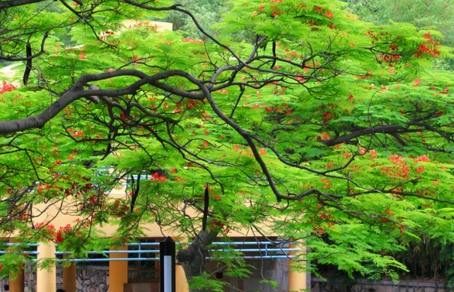 鳳凰木果實用途