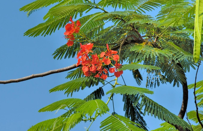 鳳凰木樹幹用途