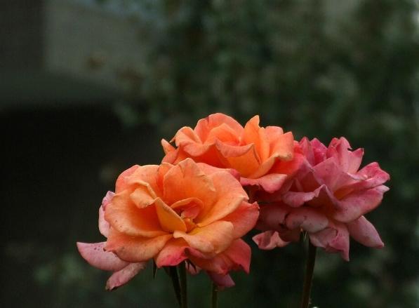 月季花病虫害防治