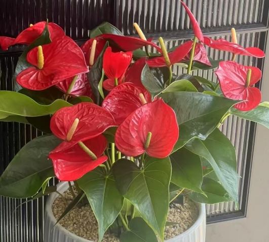 水耕火鶴花方法 水耕火鶴花方法