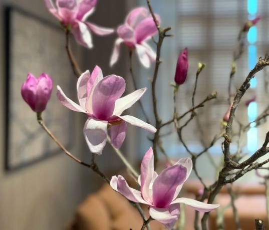 木蘭花開花時間