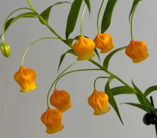 燈籠花開花時間 燈籠花開花時間