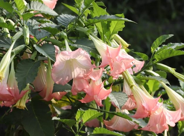 曼陀羅花色種 曼陀羅花色種