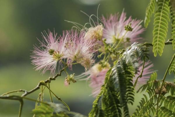 合歡花用途 合歡花用途